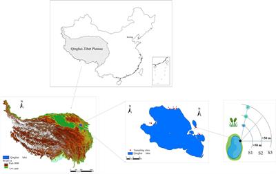 Response of species dominance and niche of plant community to wetland degradation along alpine lake riparian